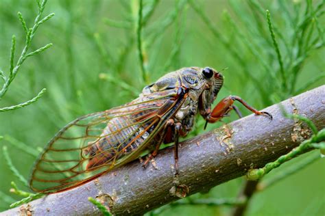 Sicada - Once active, they take over the bottom half of the cicada’s body while somehow keeping the cicada alive. The infected cicada flies away, spreading spores …