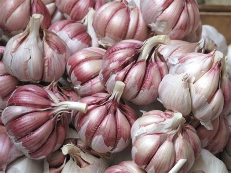 Sicilian Garlic Pictures, Images and Stock Photos