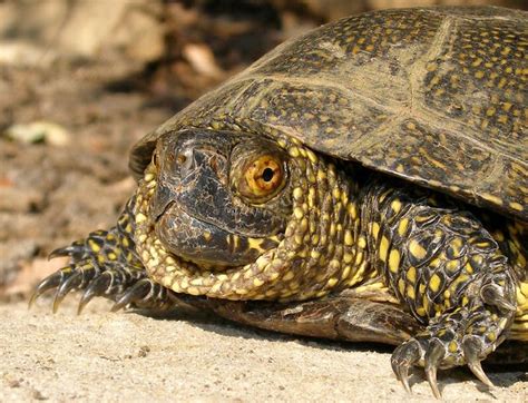 Sicilian Pond Turtle articles - Encyclopedia of Life