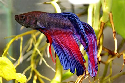 Sick Betta Fish, Please Help!! (pictures Enclosed)