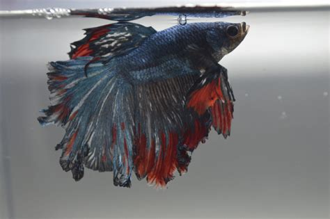 Sick Betta fish, fin rot & laying on bottom Freshwater Fish …