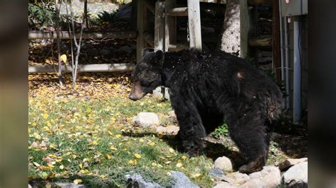 Sick bear euthanized after napping in Steamboat Springs yar