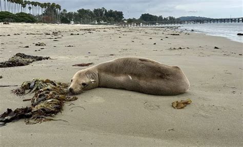 Sick marine mammals overwhelming Southern California rescue organization
