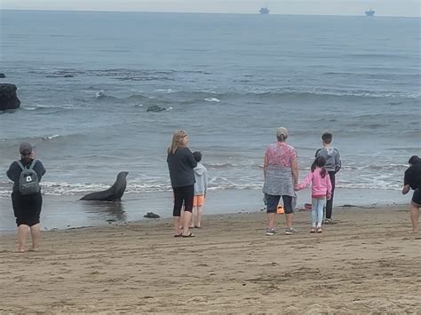 Sick sea lions biting people at California beaches