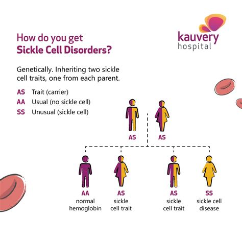Sickle cell trait and pregnancy What to expect