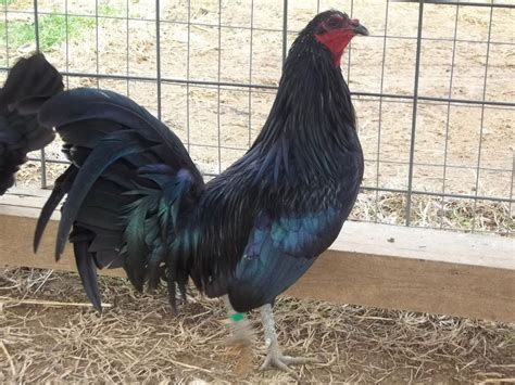 Since sweater are used to lack of endurance, it is good to cross breed it with Sid Taylor black game fowl to produce an all-around battle stag or cock. I noticed that today there lots of game fowl breeder who breeds black like the famous Mel Sim black..
