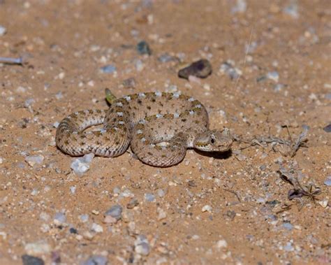 Sidewinder - Facts, Diet, Habitat & Pictures on Animalia.bio