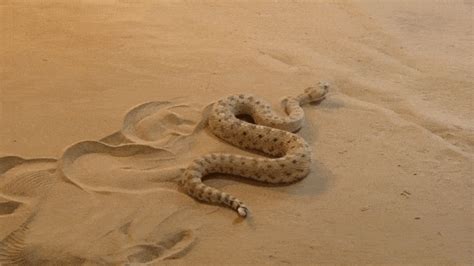 Sidewinder GIFs - Get the best gif on GIFER