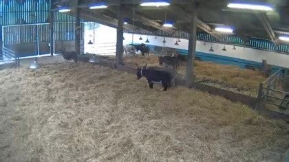 Sidmouth - The Donkey Sanctuary, United Kingdom - Webcams