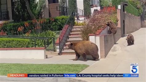 Sierra Madre cancels outdoor event due to increased bear encounters