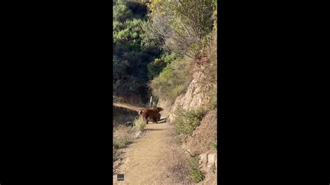 Sierra Madre hiker encounters bear and 2 cubs on trail