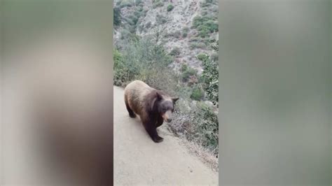 Sierra Madre residents on edge over increasing number of bear encounters, attacks
