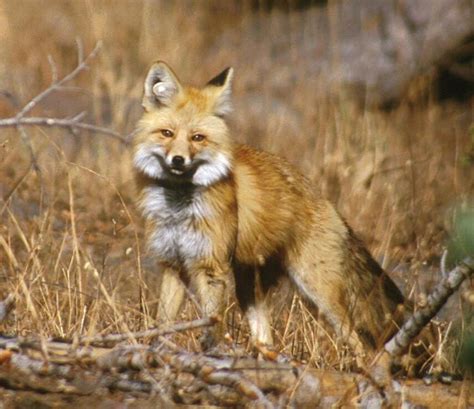 Sierra Nevada Red Fox – Oregon Conservation Strategy