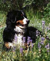 Sierra West Bernese Mountain Dog Club - หน้าหลัก