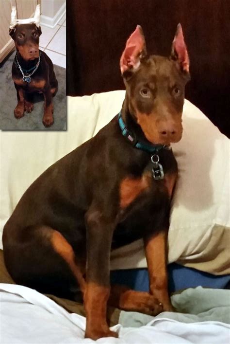 Who are crowndobermans.com? The trouble with a purchase like a puppy is that the internet is the most common place to look. No-one wants to support cruel breeding farms, and most legitimate Doberman breeders have websites and also advertise online. Criminals take advantage of this by creating their own websites like …. 