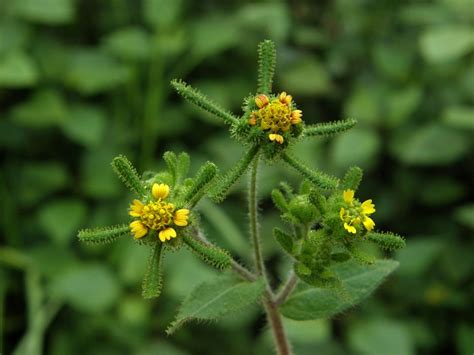 Sigesbeckia orientalis L. Species