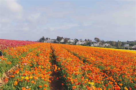 Sight to see: Carlsbad Flower Fields in full bloom