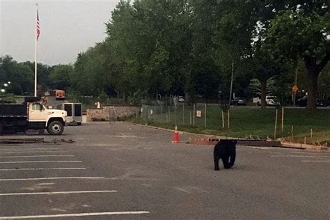 Sightings continue as bear roams through Arlington, Lexington