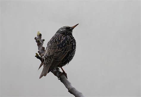 Sigircik Halı ve Koltuk Yıkama