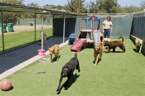 Signal Hill California Dog Daycare & Grooming in CA