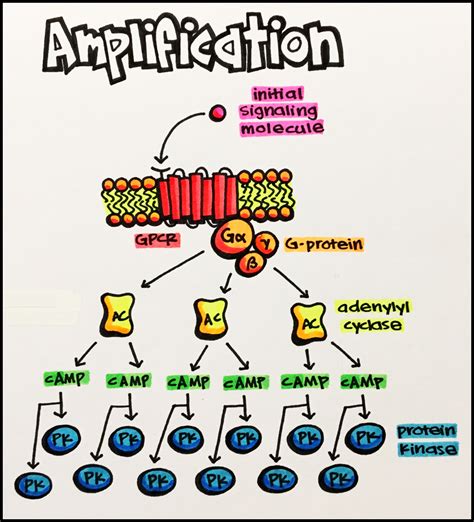 Signal Transduction Pathways: Types, Steps & Diagrams