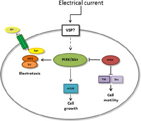 Signal transduction in electrically stimulated bone cells