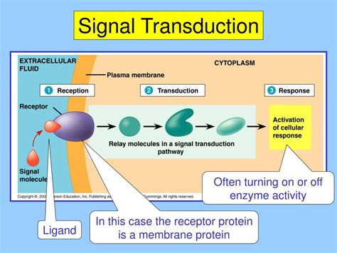 Signal transduction involves input-to-output transformation.