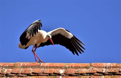 Significado cegonha em sonhos