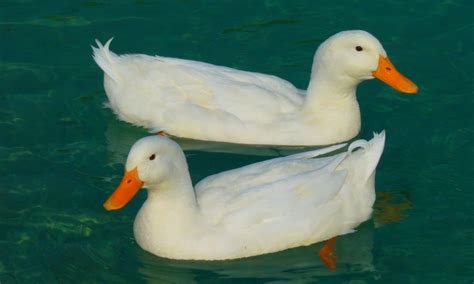 Significado de pato no sonho