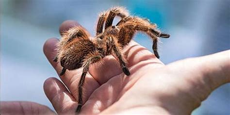 Significado de sonho aranha morde