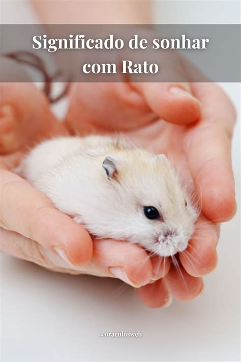 Significado de sonho sobre ratos