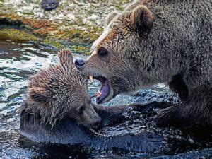 Significado de sonho urso atacando