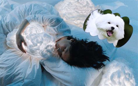 Significado do sonho cachorro branco