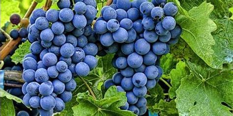 Significado do sonho comer uvas