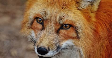 Significado do sonho raposa