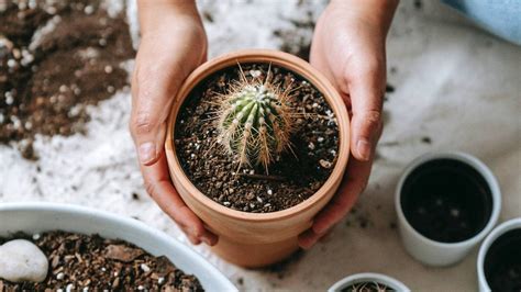 Significado dos sonhos cacto