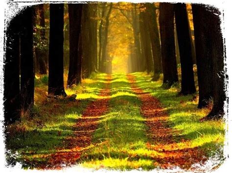 Significado floresta em sonho