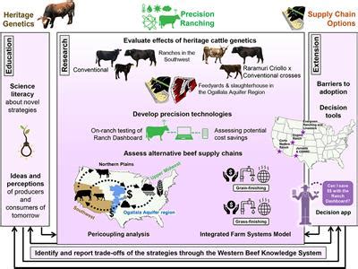 Significance and effects of quality information in the beef supply ...