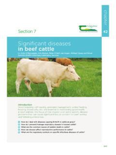 Significant diseases in beef cattle - Teagasc