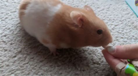 Signs Of Old Age In Hamsters (No.8 Is Heart-Breaking)