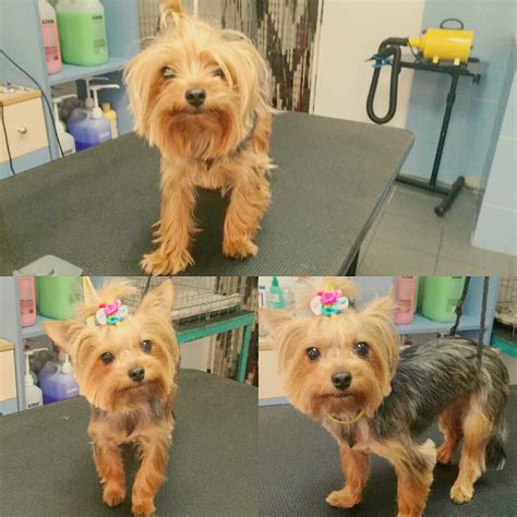 Signs Teacup Yorkie Needs Grooming