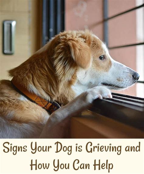 Signs a dog is grieving