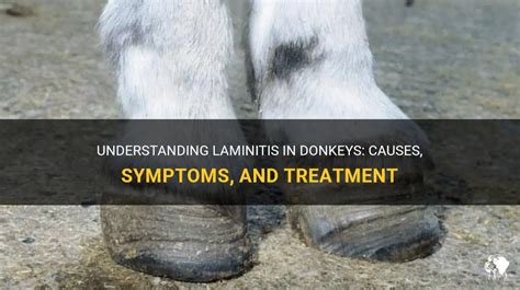 Signs of laminitis in donkeys - Understanding, Cure, Prevention