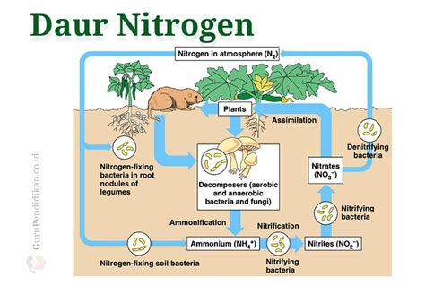 Siklus Nitrogen: Pengertian, Proses dan Contoh