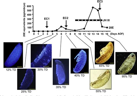 Silencing Br-C impairs larval development and chitin synthesis …