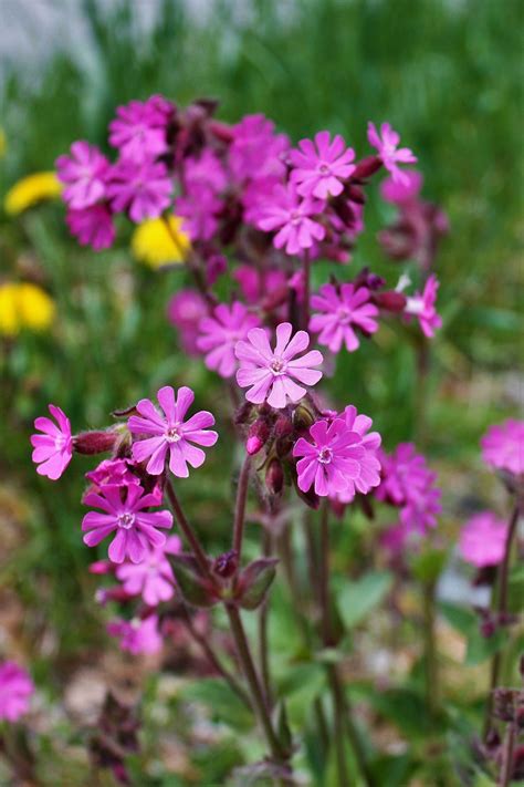 Silene dioica - Wikipedia