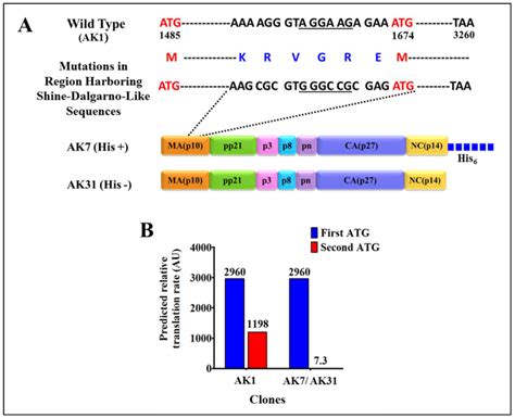 Silent mutations in the ShineDalgarnolike sequence and the predicted