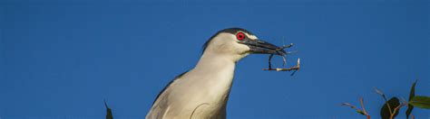 Silicon Valley Birding — Santa Clara Valley Audubon Society