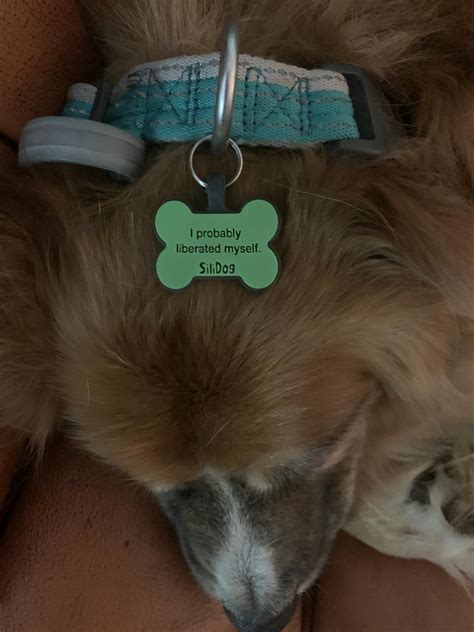 Silidog. Green Circle. SiliDog Tag orders are shipped FAST within 1-2 business days via USPS First Class mail. Domestic orders will arrive in 3-5 business days after shipment date email. International will arrive in 7-10 business days. Dimensions: 1.25 L x 1.25 W - the perfect size for every breed! 