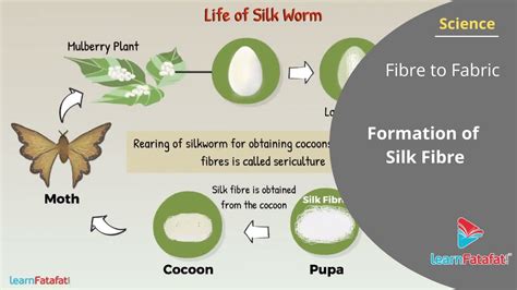 Silk Fibers obtained From Silkworm Life cycle of Silk …